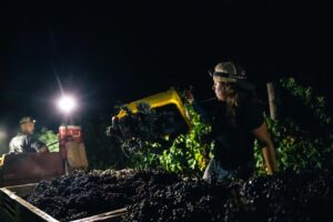 A woman wearing a headlamp pours freshly picked grapes into a harvest bin under bright vineyard lights at night.