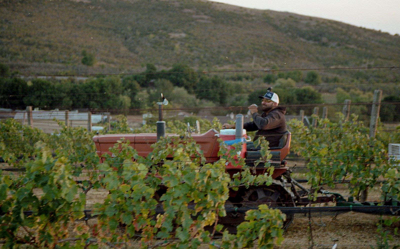 A man sitting on a fiat crawler tractor, riding through a vineyard row. He is smiling and holding a can of soda up to his mouth
