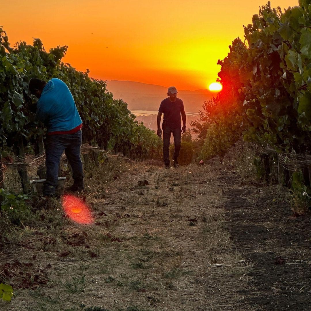 Elkhorn Peak Cellars