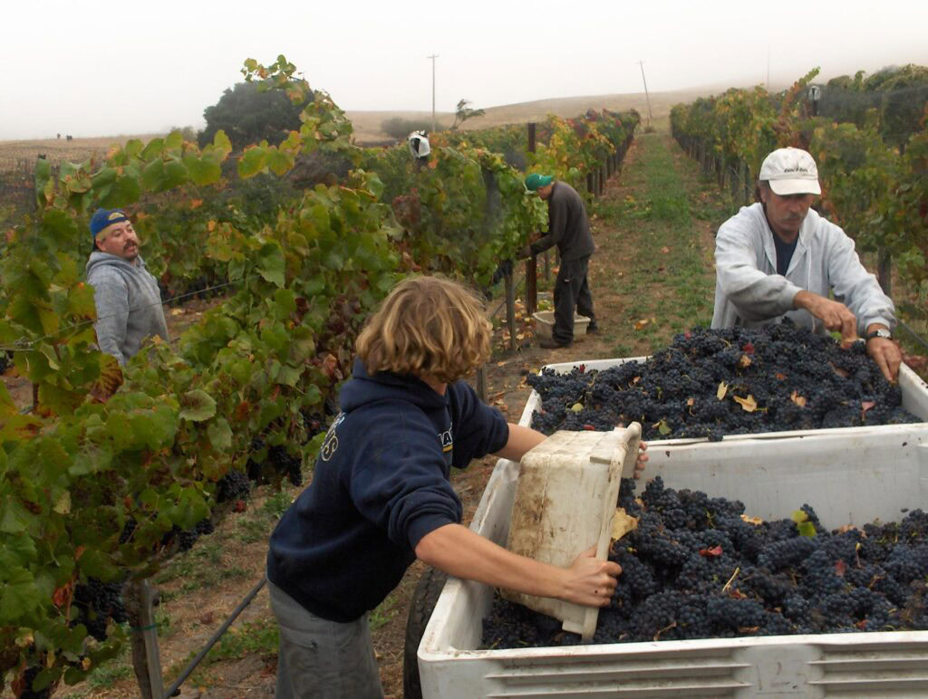 young man and his father standing in a vineyard row. The young man is dumping a 50 pound bucket of grapes into a large bin, his father is standing across the way. There are grape pickers on either side of them.