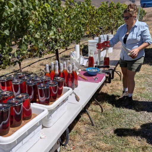 Disgorging sparkling pinot noir in the vineyard